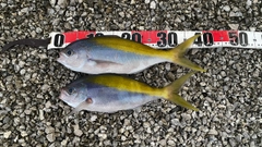 ウメイロの釣果