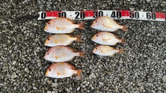 レンコダイの釣果