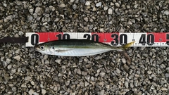ムロアジの釣果