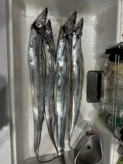 タチウオの釣果
