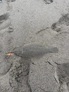 ソゲの釣果