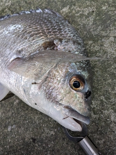 キビレの釣果