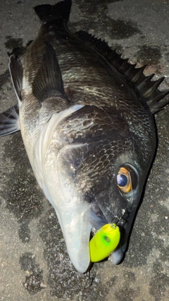 チヌの釣果