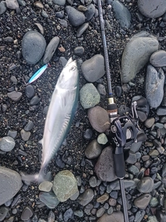 カツオの釣果