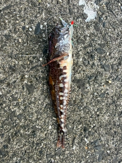 釣果