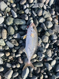 ショゴの釣果