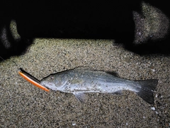 フッコ（マルスズキ）の釣果