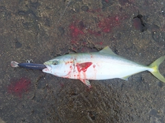 イナダの釣果