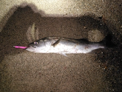 スズキの釣果