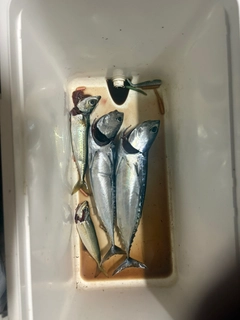 ソウダガツオの釣果