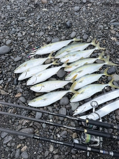 イナダの釣果