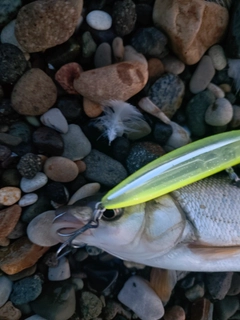 ウグイの釣果