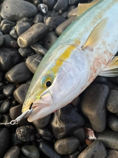 イナダの釣果