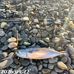 ソウダガツオの釣果