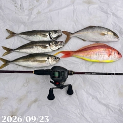 ショゴの釣果
