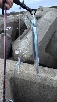 タチウオの釣果