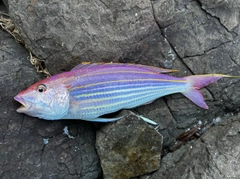 イトヨリダイの釣果