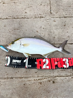 ショゴの釣果