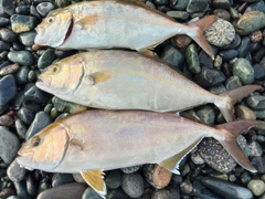 ショゴの釣果