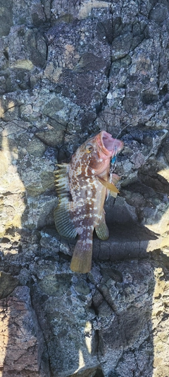アコウの釣果