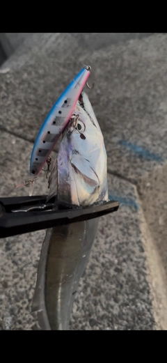 タチウオの釣果