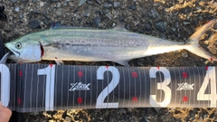 サゴシの釣果