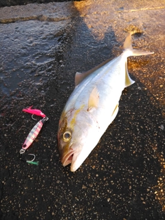 ショゴの釣果