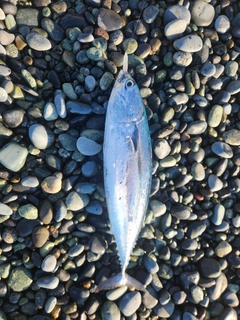 ソウダガツオの釣果