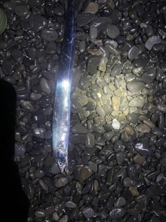 タチウオの釣果