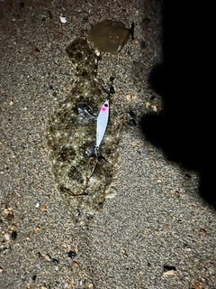 ソゲの釣果