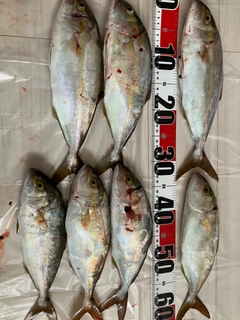 ショゴの釣果