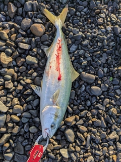 イナダの釣果