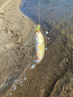 ウグイの釣果