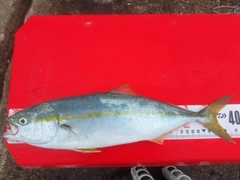 イナダの釣果