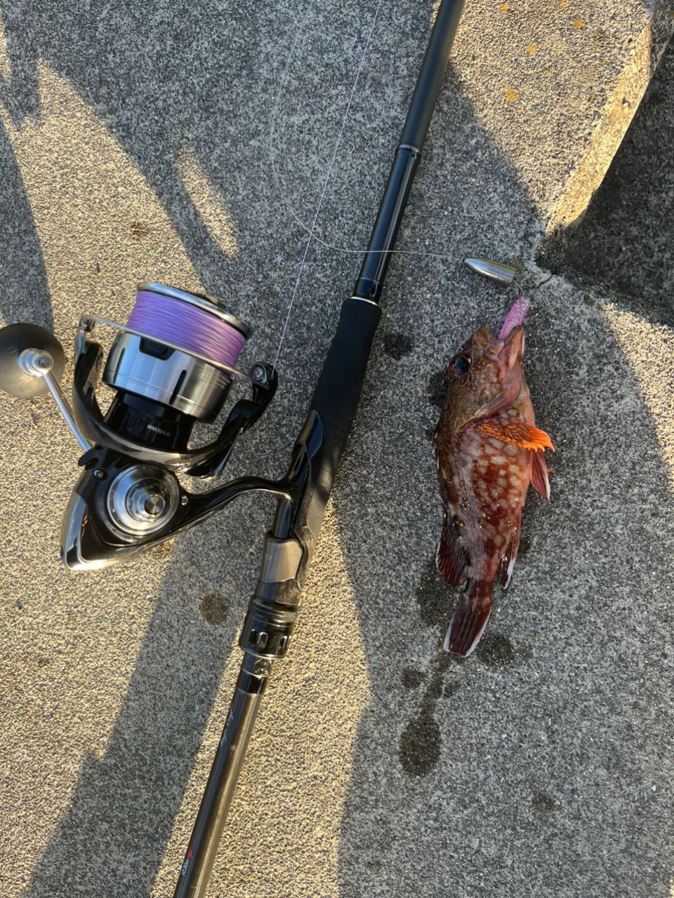 DAIWA 23レグザ LT5000-CXHの最安値・インプレ・釣果 | 本音の口コミが