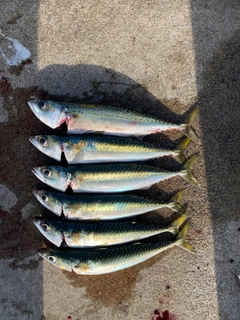 サバの釣果