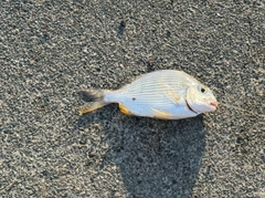 キビレの釣果