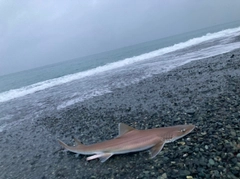 シロザメの釣果