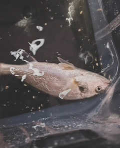 イシモチの釣果
