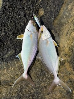 ショゴの釣果
