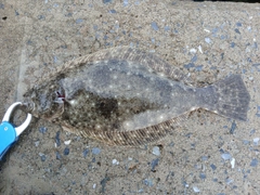 ソゲの釣果