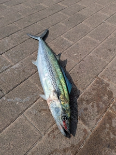 サゴシの釣果