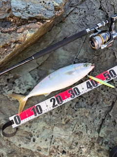 ヤズの釣果