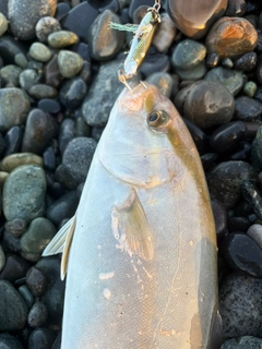 ショゴの釣果