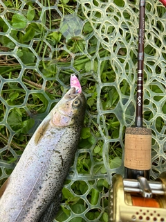 レインボートラウトの釣果