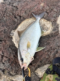 ショゴの釣果