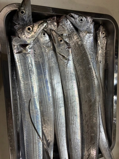 タチウオの釣果
