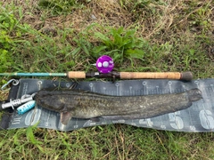 ナマズの釣果