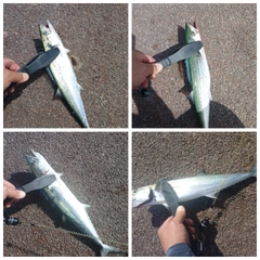 サゴシの釣果