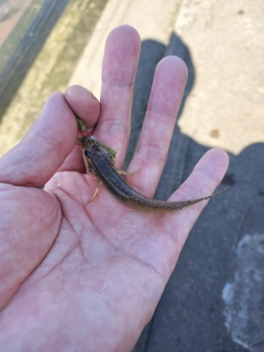 マハゼの釣果